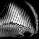 Illustration for article titled This Is What The Inside of a Shark Fin Looks Like